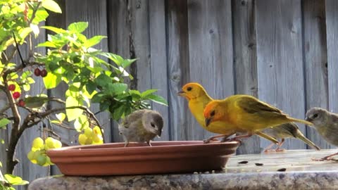 Babies the Canaries with the Family