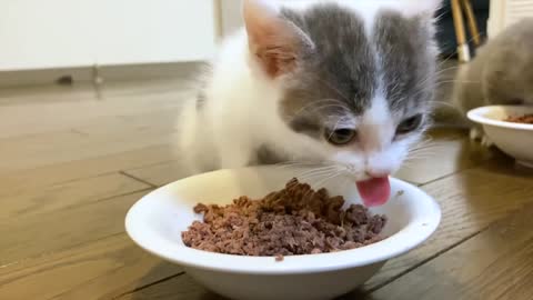 🤗Cute pets - small cat eat2