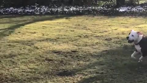 Dog chases white drone