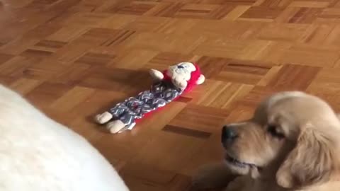 Golden Retriever puppy plays with dog's wagging tail