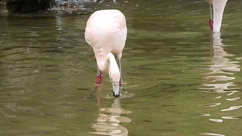 Groovy flamingo busts out awesome dance moves