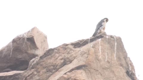 Who knows how peregrine falcons deal with indigestible food