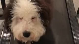 Brown white dog walks on a treadmill