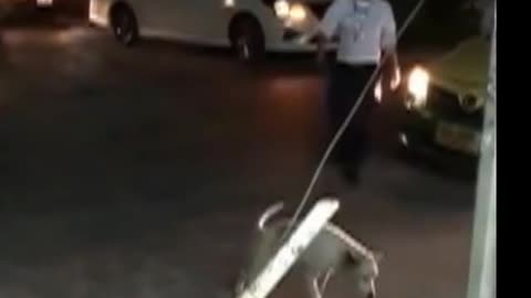 Watch the drama of this dog