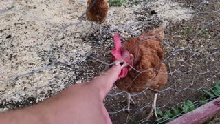 Feral Chicken