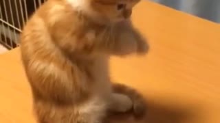 Gatito intenta jugar a la tableta, falla adorablemente