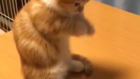 Gatito intenta jugar a la tableta, falla adorablemente