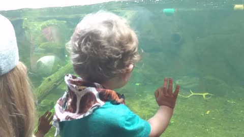 Nutria entretiene adorablemente a un niño en el zoo