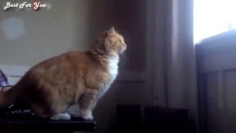 Funny Cats Jumps!