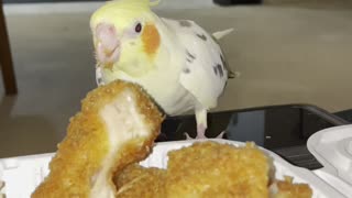 Parrots steals chicken katsu