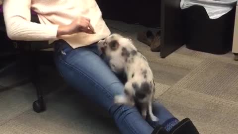 Mini Pig learns how to climb for treats