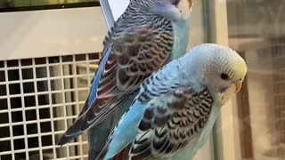How Parakeets Meet Girls