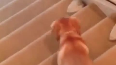 Labrador Puppy Slides Down