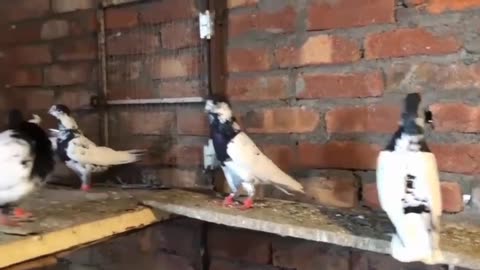 35waly batry pigeon beautiful breeder pair best flying