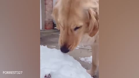 Dogs Reacting to First Snow - Try Not To Laugh