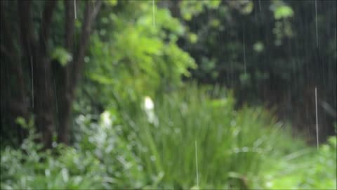 Méditation sous la pluie et le chant des oiseaux