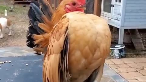 Bad as cock