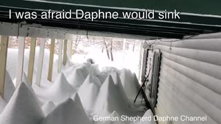 German Shepherd gets Lost in 4 foot of Snow