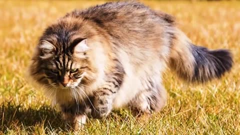 INTERESTING FACTS ABOUT THE SIBERIAN CAT