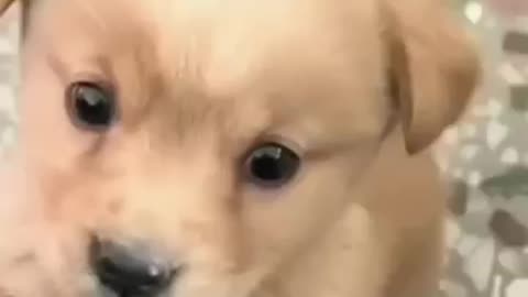 Baby dog barking