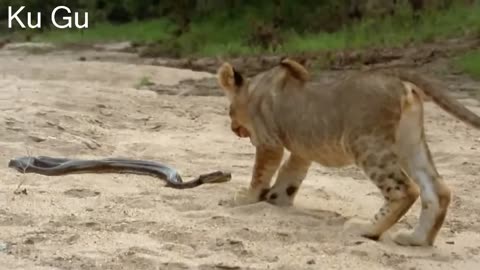 Who Would Win?! Anaconda vs Lion!