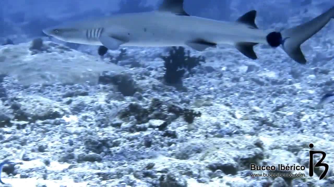 Tiburón Arrecife de Punta Blanca