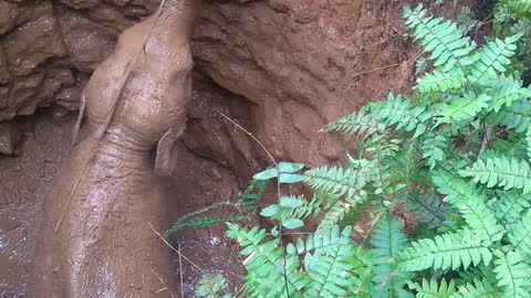 Baby Elephant Stuck in Mud Hole