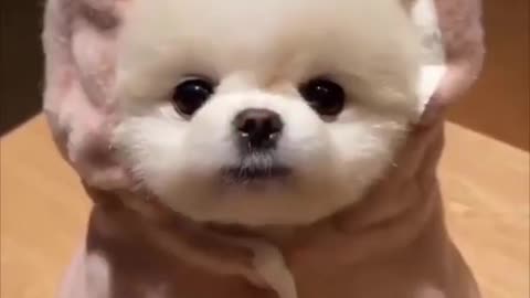 Baby dogs - cute and funny styles of baby dogs