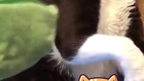 cute pandas cat playing
