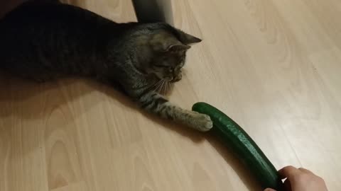 Cat & Cucumber