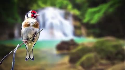 RELAXING MUSIC WITH BEAUTIFUL IMAGES OF NATURE BEAUTIFUL BIRDS