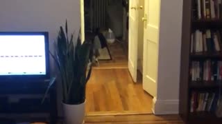 Black cat running around hallway and living room