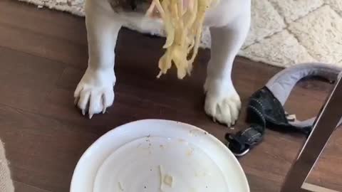 Bulldog loves spaghetti