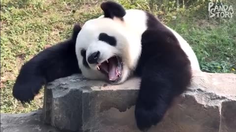 Panda Funny Moment Videos Compilation"! 🐼🎉