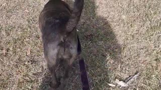 Claire Bear and Tucker Carlson on a Grass Trail