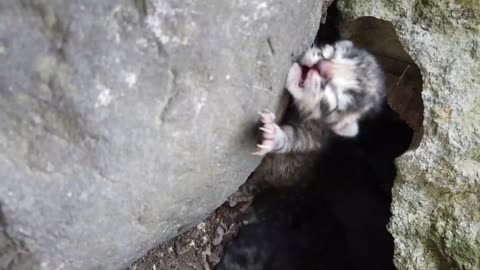 Trying to save kittens a few days old their mother died