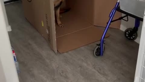 Service Dog gets confused and thinks cardboard box is her new kennel!
