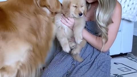 When dog meet his son🥺 cute video MUST WATCH THE REACTION🥺