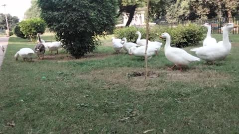 Cute Goose Videos For Cats To Watch | TV For Cats By Kingdom of Awais