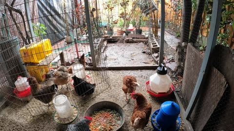 Backyard Chickens Relaxing Video Sounds Noises Hens Roosters!