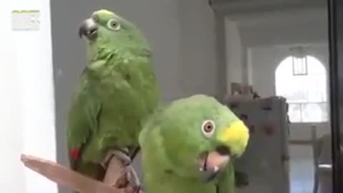 Parrots singing music 2017
