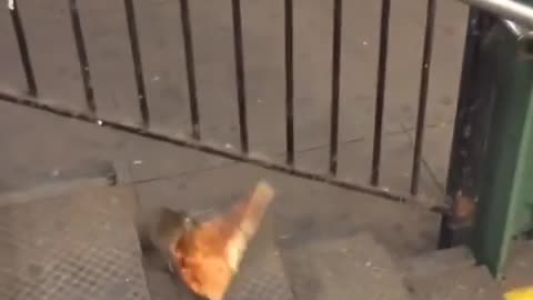 NYC Rat Takes A Pizza Slice Home