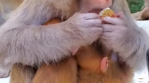 two cute baby monkey
