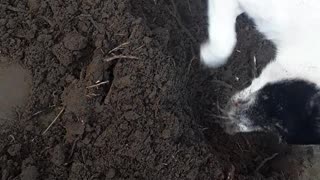 Puppy Buried by Mother after Passing Away