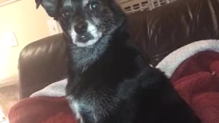 Dog looks confused at owner towards camera