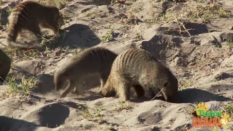 MEERKATS On Animal TV