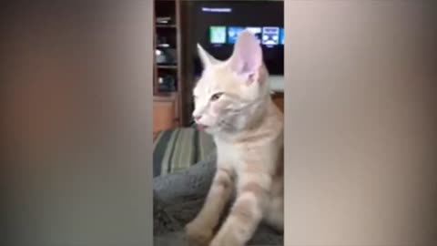 Funny cat videos