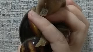 my friend the snail.