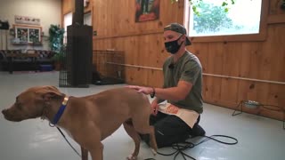 TERRIFIED PITBULL'S LIFE CHANGED AFTER THIS MUST WATCH!!
