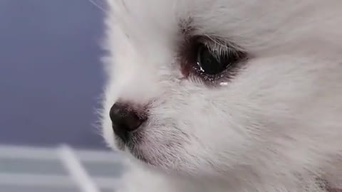 Cute puppy dog playing video